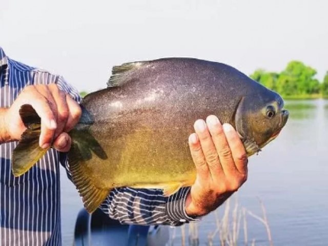 O Pacu, peixe nativo da Amaznia  encontrado em lago na Irlanda