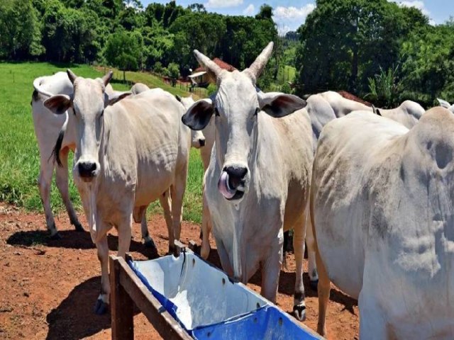 Agricultor perde 16 vacas aps uso de sal mineral sem procedncia em Cruzeiro do Sul