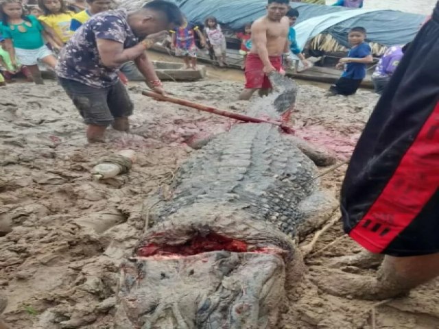 Ribeirinhos abatem jacar de mais de cinco metros que atacava embarcaes no rio Purus