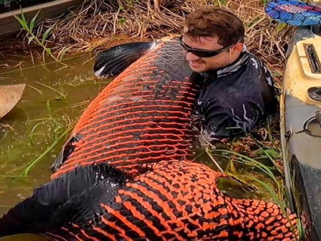 Pescador fisga pirarucu com mais de 2 metros e 130 quilos em Rondnia; veja o vdeo 