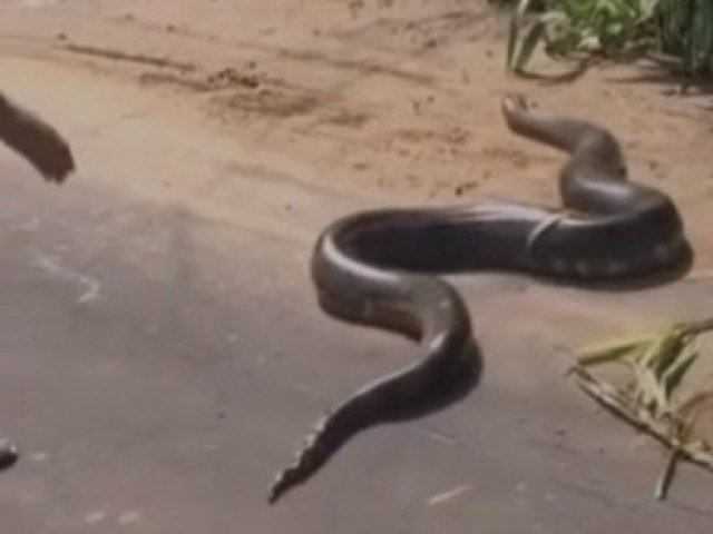 Sucuri de 4 metros  avistada em estrada entre Rodrigues Alves e Mncio Lima, no Acre