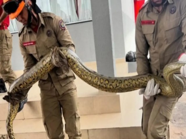 Mais uma sucuri  encontrada por moradores no Vale do Juru