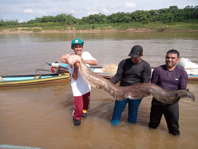 Poraqu gigante  capturado por pescadores da comunidade Lagoinha no Juru