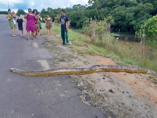 Sucuri Gigante Encontrada na Ponte do Moa  em  Cruzeiro do Sul