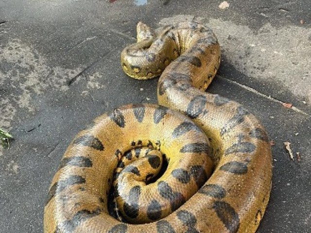 Sucuri encontrada ferida  resgatada pelos bombeiros em Cruzeiro do Sul