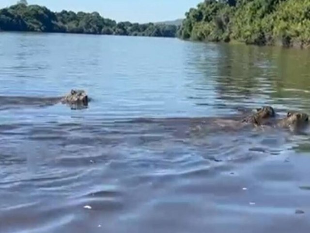 VDEO: casal filma ona pintada com dois filhotes atravessando rio a nado e viraliza