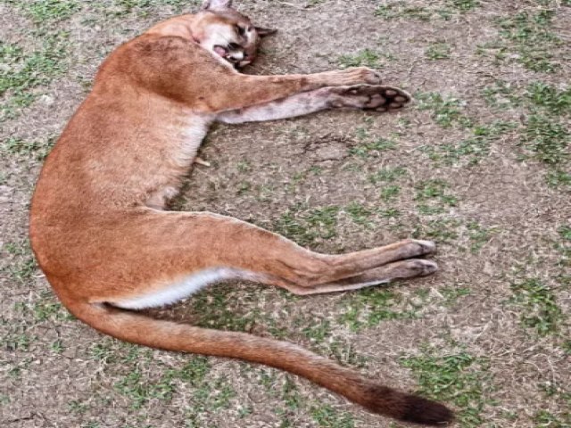 Ona parda  encontrada morta por moradores aps aparecer em Marechal Thaumaturgo- AC