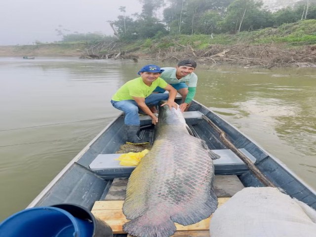 Pescadores fisgam peixe pirarucu de 130kg e 2 metros em rio no interior do Acre