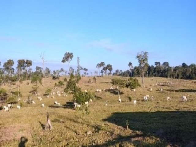 Cerca de 300 cabeas de gado so apreendidas em operao contra faco criminosa no Acre