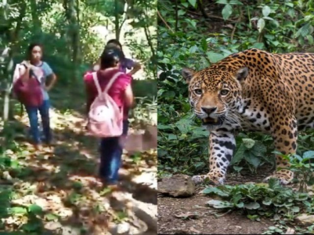 Alunas enfrentam ona-pintada a caminho de escola no Acre