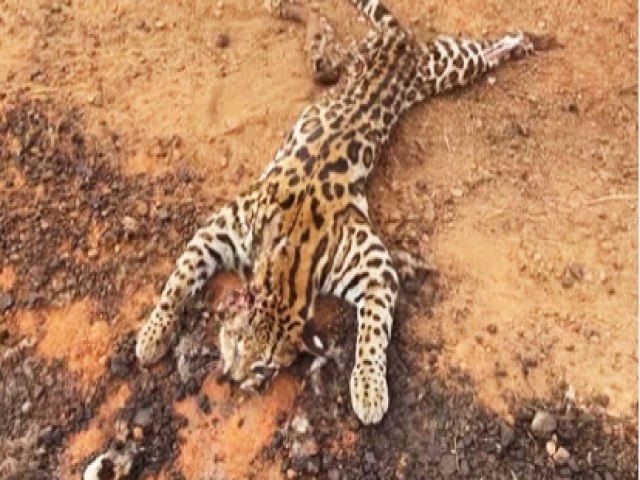 Jaguatirica morre ao ser atropelada em Epitaciolndia