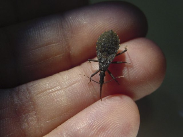 Pacientes com doena de Chagas podem ter sido contaminados durante festa de aniversrio em Cruzeiro do Sul