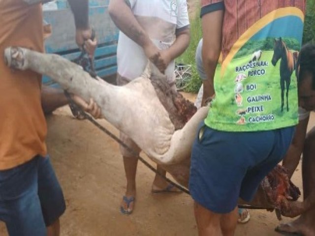 Criminosos voltam a matar gado para roubar carne em Mncio Lima