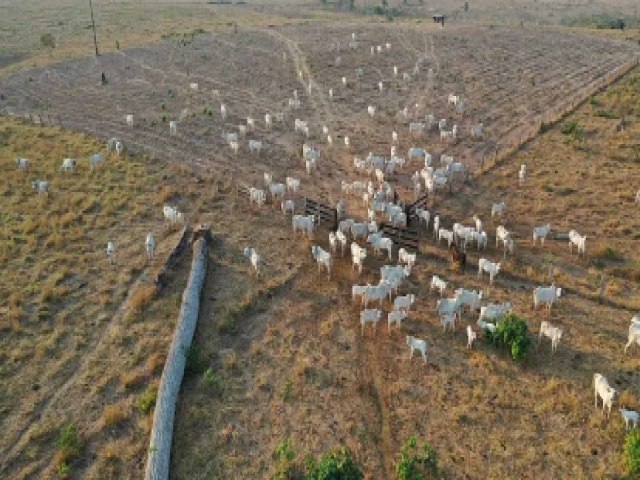 Seis municpios do Acre tm mais reas para agropecuria do que floresta