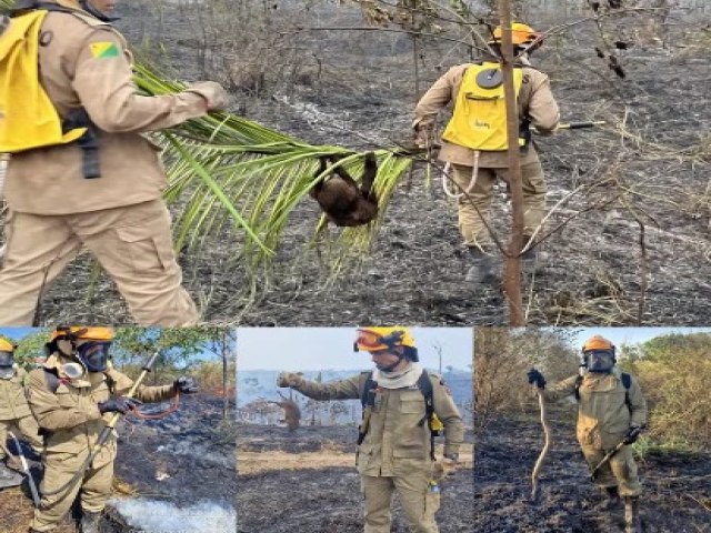 Queimadas matam mais de 400 animais carbonizados no Acre 