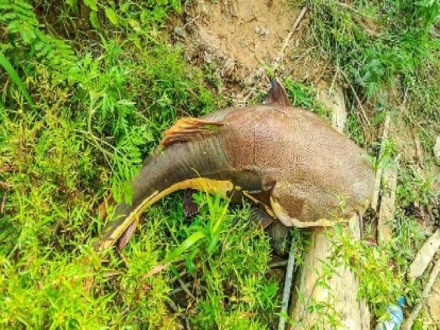 Peixes de at 25 kg aparecem mortos no Rio Acre; Semeia investiga caso