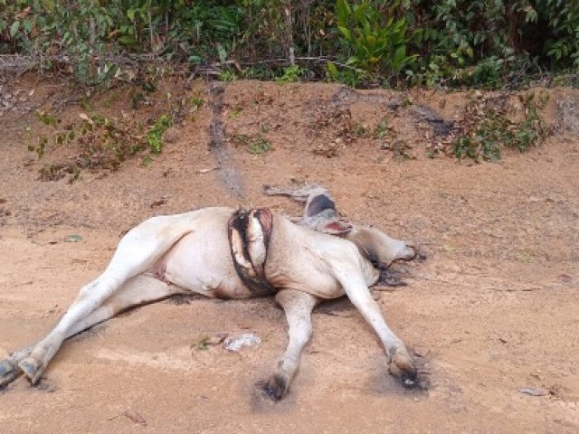 Boi e cachorro morrem eletrocutados aps temporal em de Cruzeiro do Sul