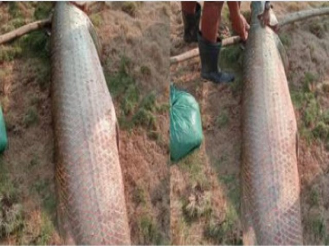 Moradores capturam peixe gigante de 100 kg no interior do Acre