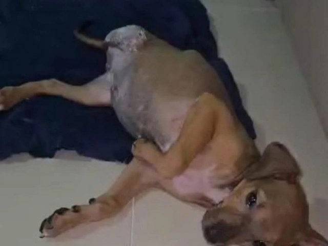 Mulher  presa suspeita de quebrar pata de filhote de cachorro e causar amputao