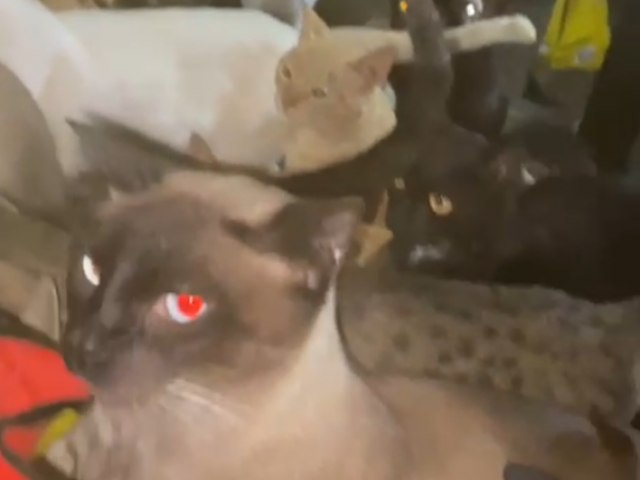 Casal de idosos pede ajuda ap�s conviver com mais de 120 gatos em ramal de M�ncio Lima