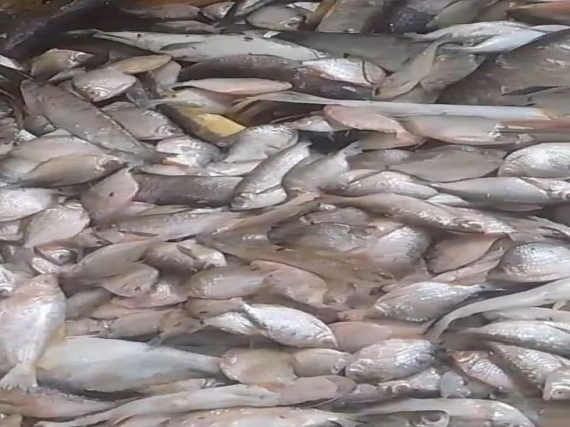 V�deo mostra descarte de grande quantidade de peixes e gera revolta em M�ncio Lima