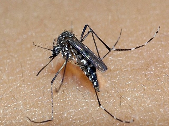 Casos de dengue tem aumento de 33,3% em 2024, no Piau