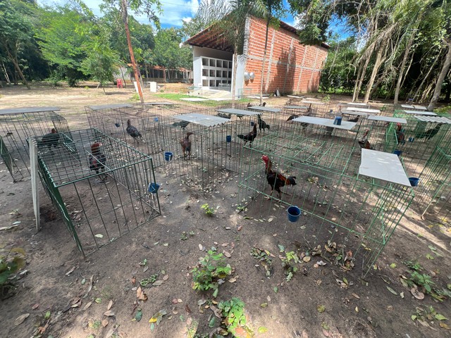 Em Teresina polcia prende membros de faco criminosa em stio com cerca de 200 galos de briga