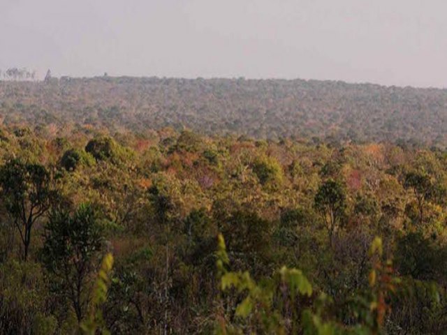 Piau  Estado com a maior reduo no desmatamento do Cerrado brasileiro