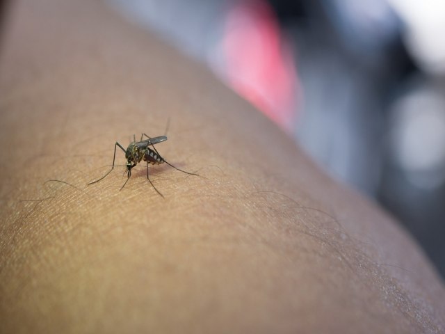 19 mortes por dengue em 2024, foram registrada no Piau 