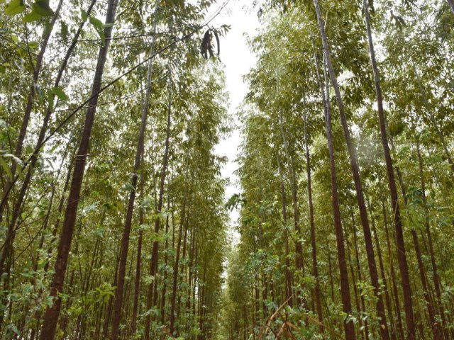 Com mais uma fbrica de celulose, MS estima 100 mil vagas no setor