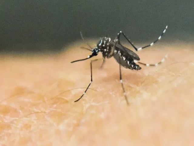 Dengue e chikungunya levam Minas Gerais a decretar emergncia