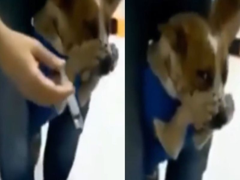 Cachorro inteligente adota medida inusitada para no tomar remdio; assista