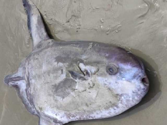 Peixe raro morre encalhado no Piau