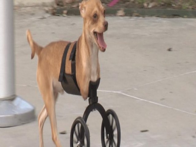 Projeto distribui cartilhas para pets com deficiência