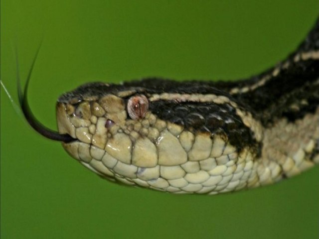 Veneno de cobra brasileira pode evitar reprodução do coronavírus