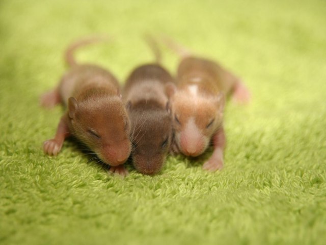 Cientistas chineses fazem ratos machos darem luz a filhotes