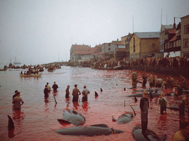 Europa: banho de sangue mata 1.400 golfinhos em único dia