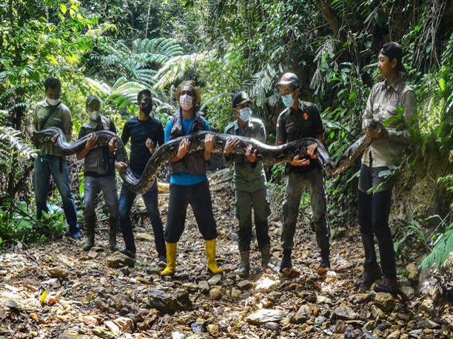Conheça a cobra píton de 9 metros e mais de 100 kg capturada em aldeia na Indonésia
