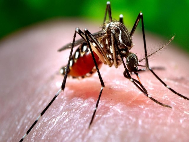 Duas cidades cearenses lideram casos de Chikungunya no Brasil
