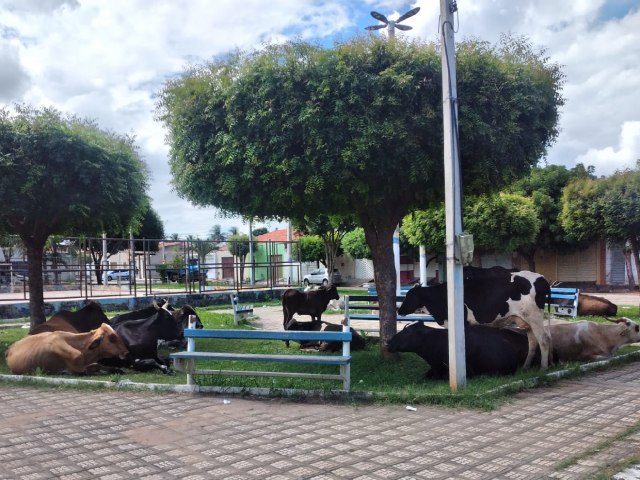 Gado bovino ocupa praa de Juazeiro do Norte/CE: perigo e prevaricao