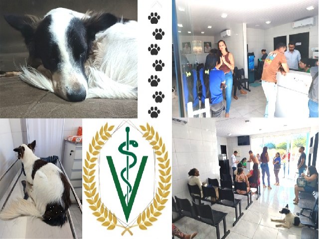 Pipoca na UPA Animal de Juazeiro do Norte