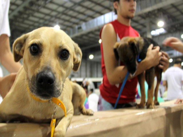 Prefeitura de Blumenau registra 850 animais castrados no mutiro de castrao gratuita promovido em abril