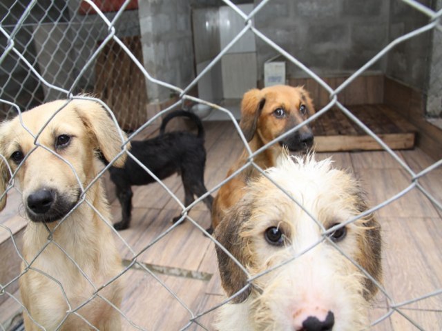 Prefeitura de Blumenau registra primeiro caso de recolhimento de animais castrados na rua com microchip