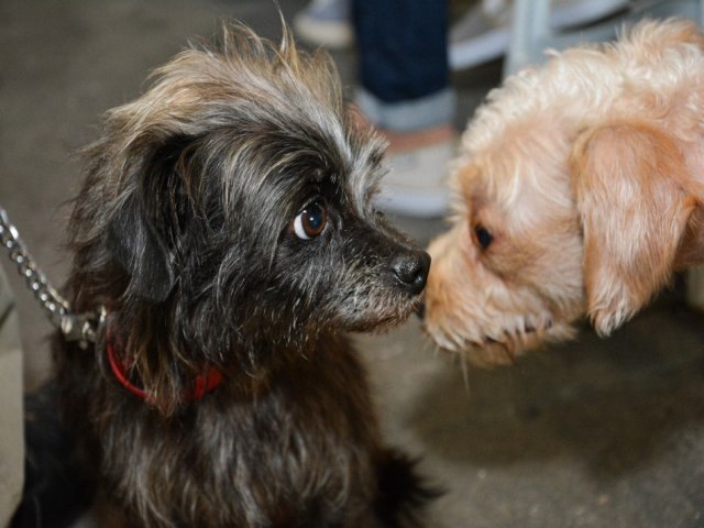 Prefeitura de Blumenau registra 1.200 animais castrados em quatro dias de mutiro