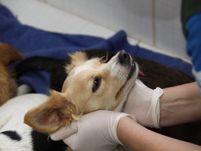 Mais de 900 animais castrados em Blumenau no mutiro de novembro