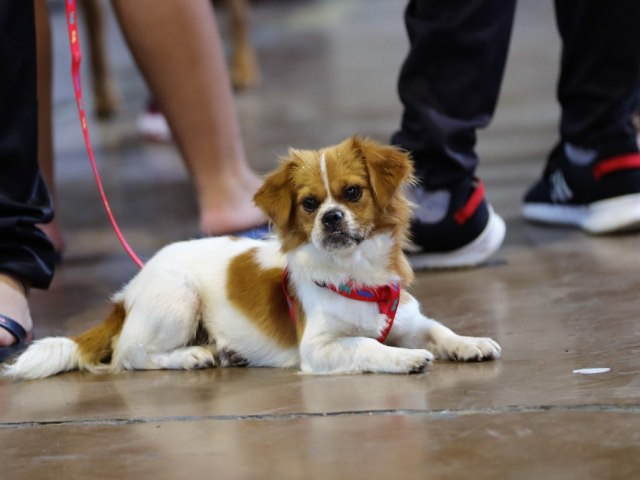 Prefeitura de Blumenau promove mutiro de castrao gratuita de animais a partir desta quinta-feira