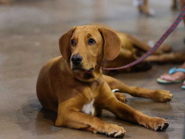 Prefeitura de Blumenau lana Campanha de Vacinao para ces e gatos de ONGs e protetoras independentes