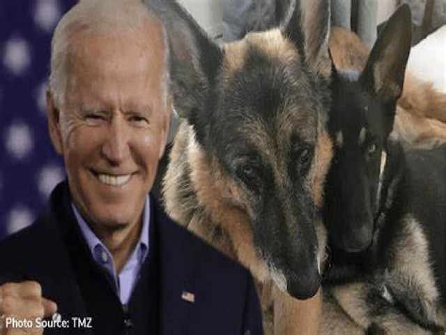 Cachorro de Joe Biden vira problema sério na Casa Branca após morder agentes