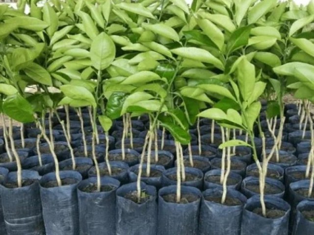 Nova Ceasa e Semarh distribuiro 10 mil mudas de plantas nativas e frutferas nesta tera (30).