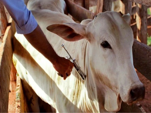 Piau registra recorde no nmero de animais vacinados contra aftosa na ltima campanha